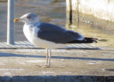Lesser Black-Backed Gull