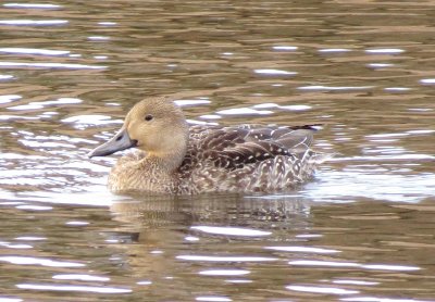 Green-Winged Teal X Northern Pintail