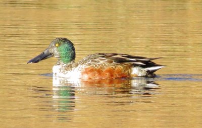 Northern Shoveler