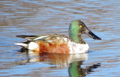 Northern Shoveler