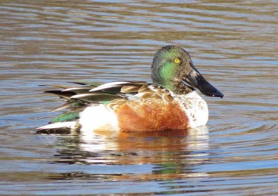 Northern Shoveler