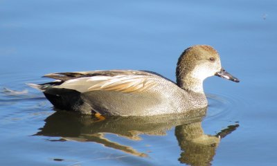 Gadwall