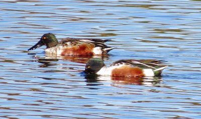 Northern Shoveler