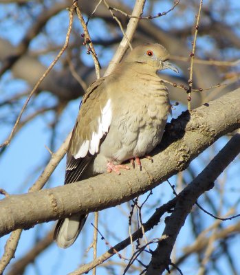 White-Winged Dove