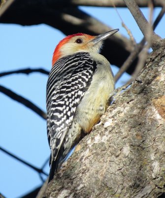 Red-Bellied Woodpecker