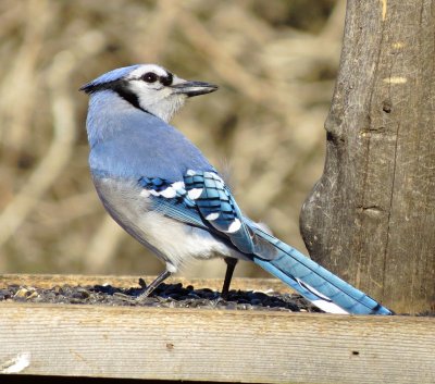 Blue Jay