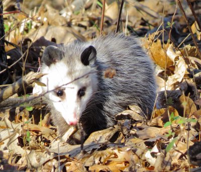 Virginia Opossum