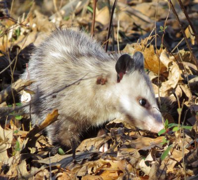 Virginia Opossum