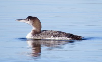 Common Loon
