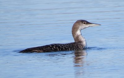 Common Loon