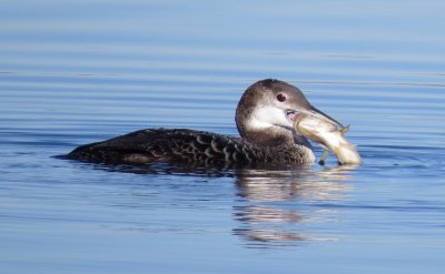 Common Loon