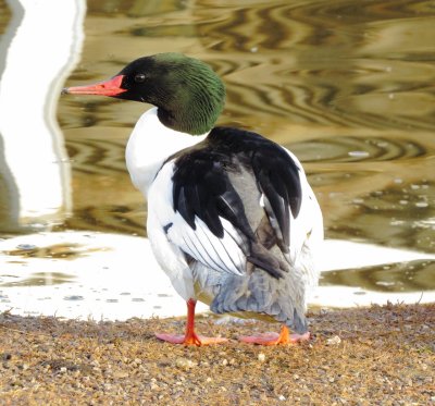 Common Merganser