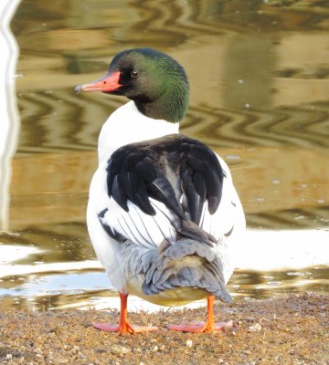 Common Merganser