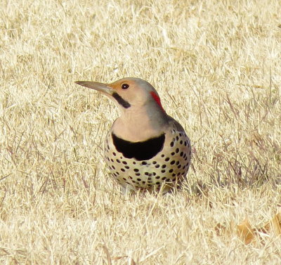 Northern Flicker