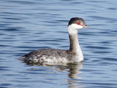Horned Grebe