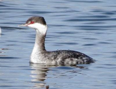 Horned Grebe
