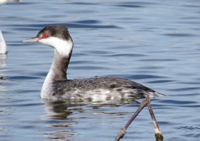 Horned Grebe