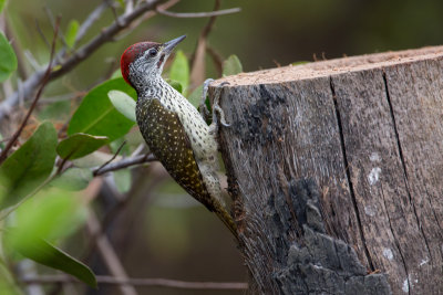 Golden-tailed-Woodpecker-7242.jpg
