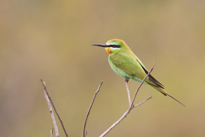 Swallow-tailed-Bee-eater_6266.jpg