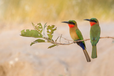 Red-throated-Bee-eater_3546.jpg