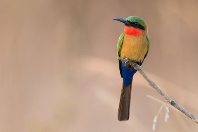 Red-throated-Bee-eater_3628.jpg