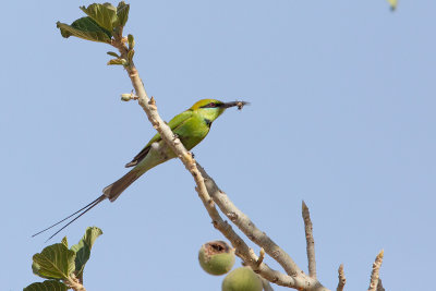 Little-Green-Bee-eater_3752.jpg