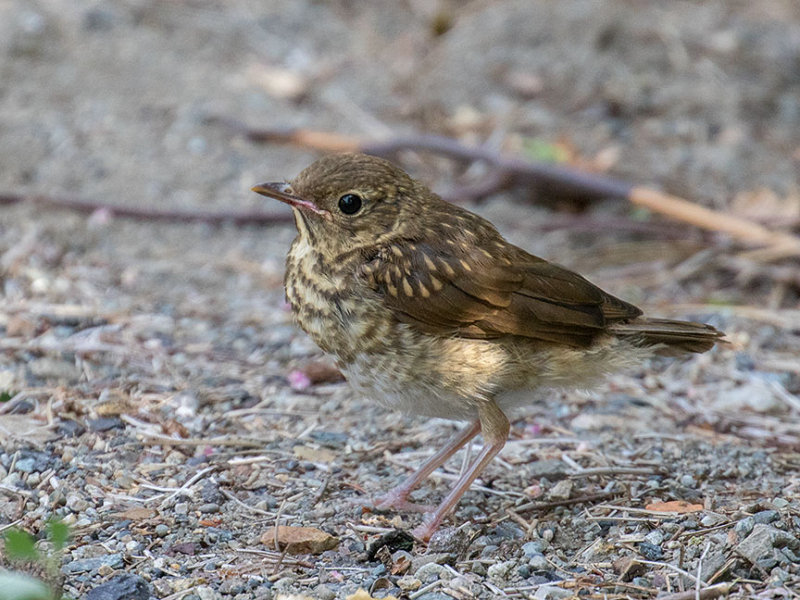 Swainsons Thrush juvenile