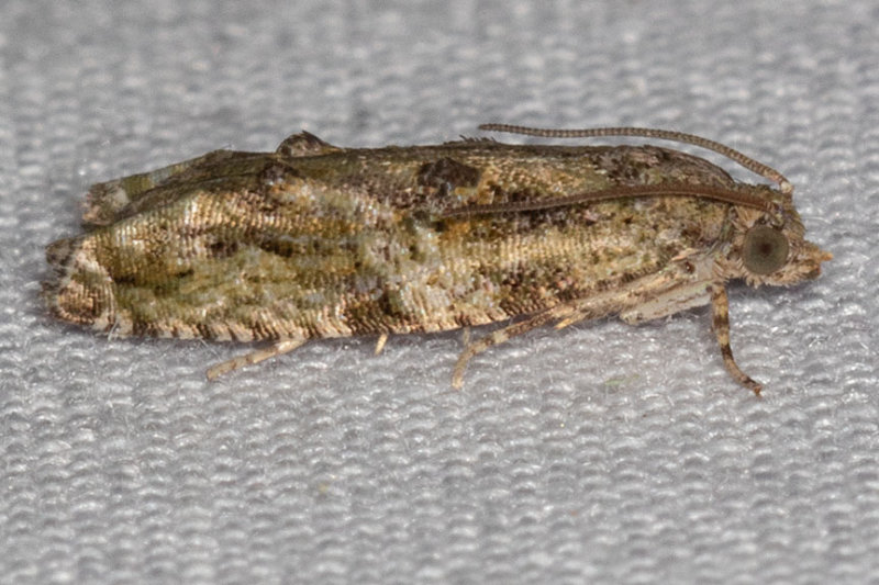 3230 Maple Twig Borer Moth (Proteoteras aesculana)