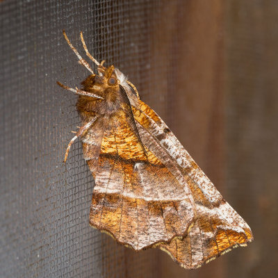 6817 Northern Selenia (Selenia alciphearia)