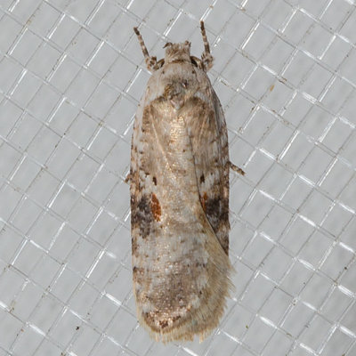 0874.1 Poison Hemlock Moth (Agonopterix alstroemeriana)