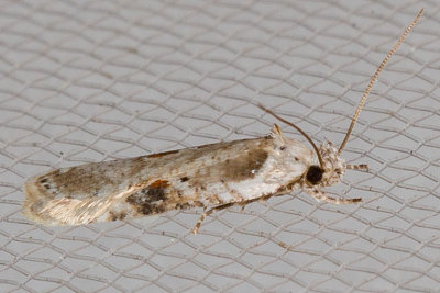 0874.1 Poison Hemlock Moth (Agonopterix alstroemeriana)