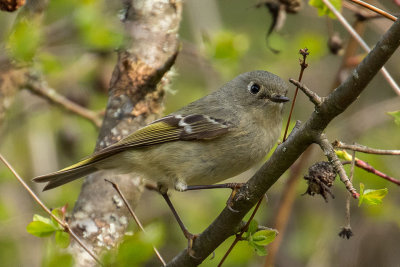 Ruby-crowned Kinglet