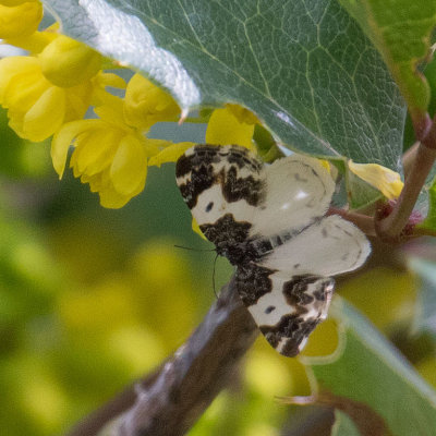 7308 Western White-Ribboned Carpet (Mesoleuca gratulata)