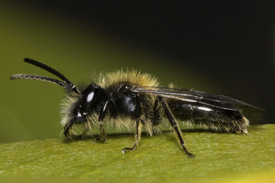  Mining Bees (Andrenidae)
