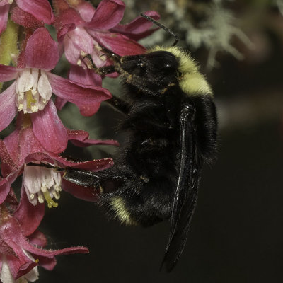 Yellow-faced Bumble Bee (Bombus vosnesenskii)