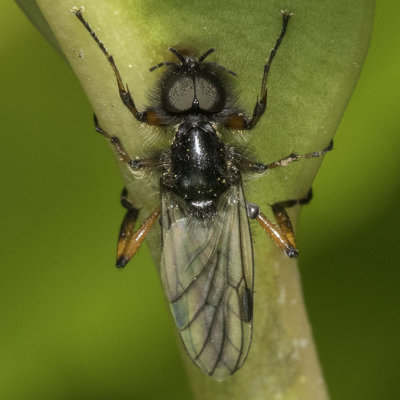 March Fly (Bibio sp.)
