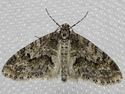 7637 Mottled Gray Carpet (Cladara limitaria)