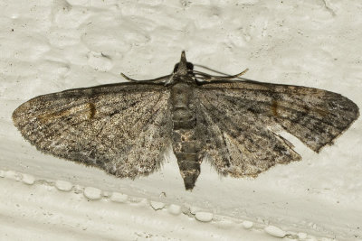 7600 (Eupithecia graefii)