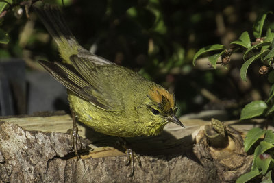 Orange-crowned Warbler