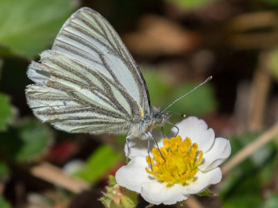 4195 Margined White (Pieris marginalis)