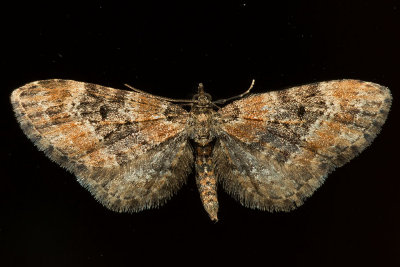 7496 (Eupithecia rotundopuncta)