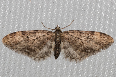 7543 Larch Pug Moth (Eupithecia annulata)