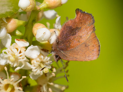 4322 Brown Elfin (Callophrys augustinus)