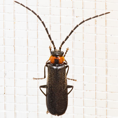 Soldier Beetle (Silis lutea)(T)