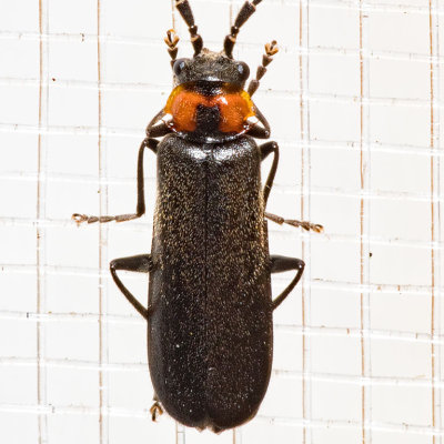 Soldier Beetle (Silis lutea)(T)