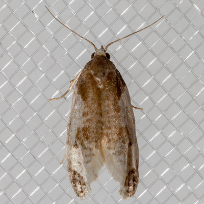 3798 Cone Cochylid Moth (Henricus fuscodorsana)