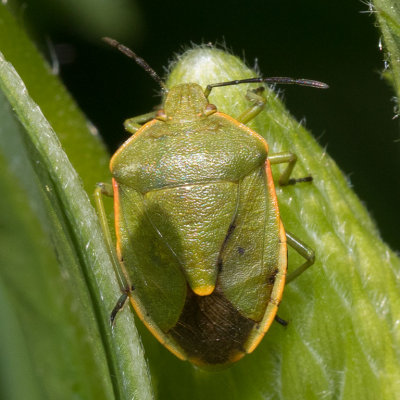 Chlorochroa rossiana