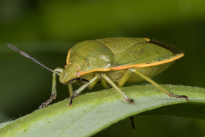 Chlorochroa rossiana