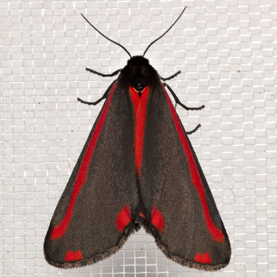 8113 Cinnabar Moth (Tyria jacobaeae)