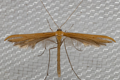 6234 Morning-glory Plume Moth (Emmelina monodactyla)